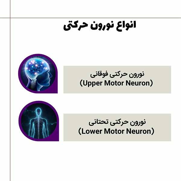 دو نوع نورون حرکتی وجود دارن